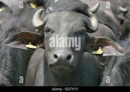 Buffalo Banque D'Images