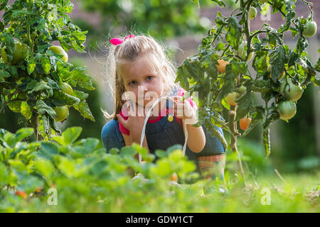 Adorable petite fille la collecte des tomates de culture en jardin Banque D'Images