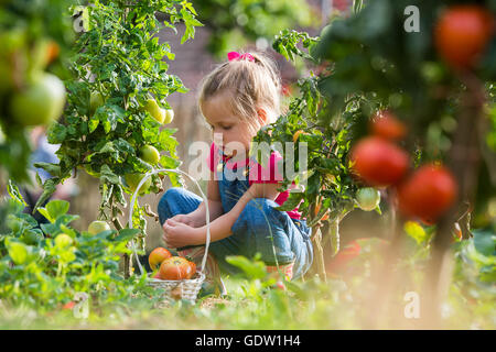 Adorable petite fille la collecte des tomates de culture en jardin Banque D'Images