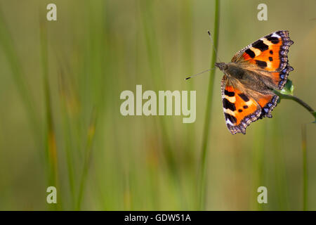 Les petites écailles de papillon, West Yorkshire, Royaume-Uni Banque D'Images