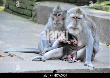 Une famille avec deux bébés singes à Bali Ubud Monkey Forest Temple Sacré Banque D'Images