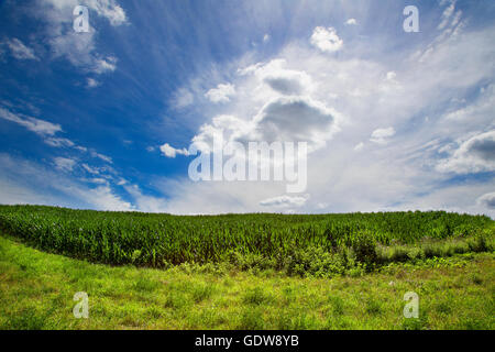 Champ de maïs de Stouffville, Ontario, Canada Banque D'Images