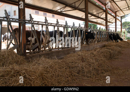 Disque de l'alimentation des vaches dans une étable Banque D'Images