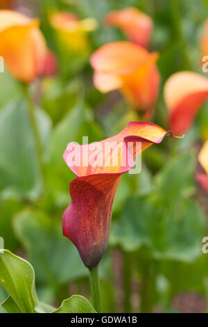 Zantedeschia 'Flamingo Queen' de plus en plus à l'extérieur. Banque D'Images
