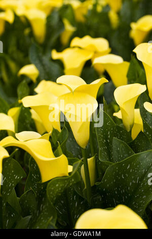 Le Capitaine Zantedeschia floraison Memphis à l'extérieur. Banque D'Images