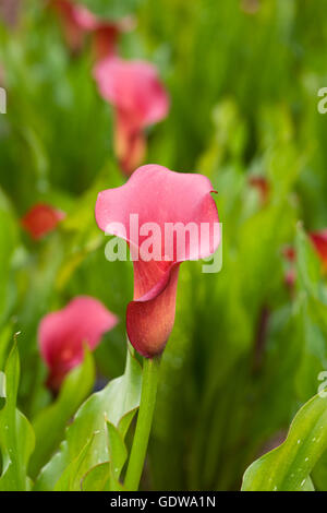 Zantedeschia 'émotion' rouge fleurs en croissance à l'extérieur. Banque D'Images