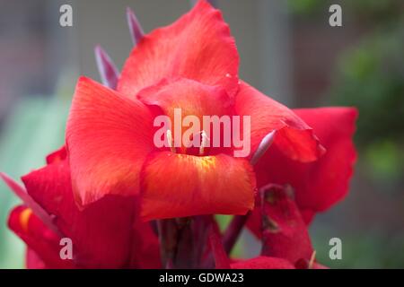 La pleine floraison Canna rouge orange flower Banque D'Images