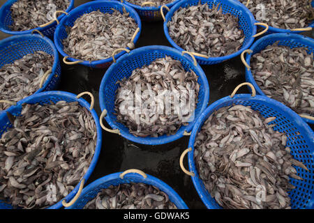 Seul le poisson pour la vente au port de pêche de Neendakara, Kollam, Kerala, Inde Banque D'Images