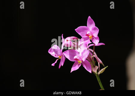 Orchidée fleur en fond noir. Banque D'Images