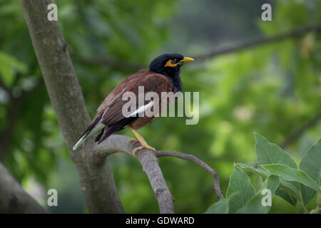 Myna Acridotheres tristis (commune), perché sur une branche. Banque D'Images