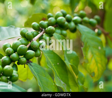 Les grains de café vert sur l'arbre du café. Banque D'Images