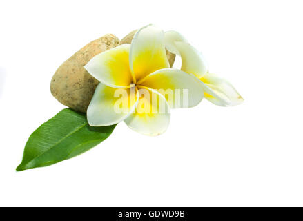 Frangipani sur fond blanc . une proviennent d'Asie. Banque D'Images