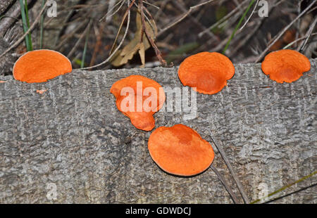 Champignon à Orange (Pycnoporous coccineus) poussant sur un arbre tombé dans la forêt d'Eucalyptus australiens Banque D'Images