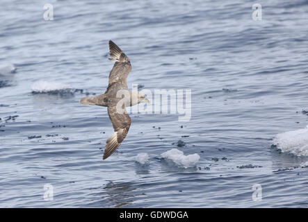 Northern Fulmar bleu volant au-dessus de la glace dans l'Arctique Banque D'Images
