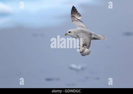 Northern Fulmar bleu volant au-dessus de la glace dans l'Arctique Banque D'Images