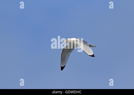 Mouette tridactyle Black adultes en vol transportant le matériel du nid Banque D'Images