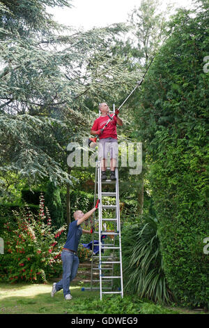 Homme tenant une échelle stable tandis qu'un autre homme mic un très haut dans le jardin anglais. Banque D'Images