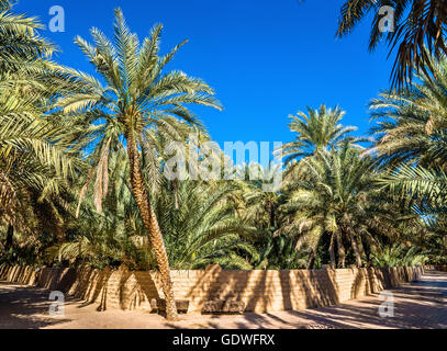 Palmiers dans l'Oasis d'Al Ain, l'Émirat d'Abu Dhabi Banque D'Images