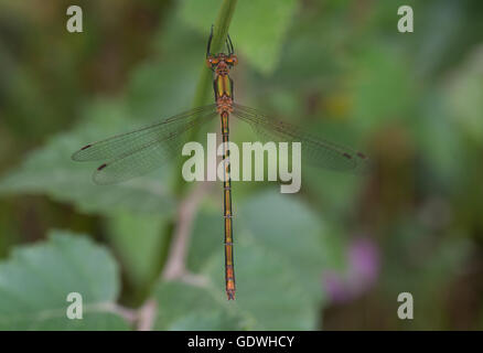 Emeraude femelle libellule (Lestes sponsa) dans le Berkshire, Angleterre Banque D'Images