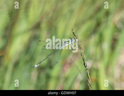 Demoiselle d'émeraude mâle (Lestes sponsa) à Surrey, Angleterre Banque D'Images