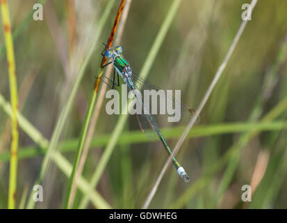 Demoiselle d'émeraude mâle (Lestes sponsa) à Surrey, Angleterre Banque D'Images