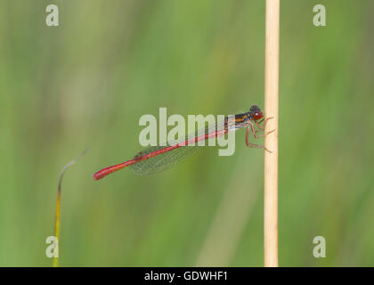 Mâle petite demoiselle rouge (Ceriagrion tenellum) dans le Surrey, Angleterre, Royaume-Uni Banque D'Images