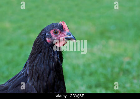 Une gamme Black Australorp hen on Green grass Banque D'Images