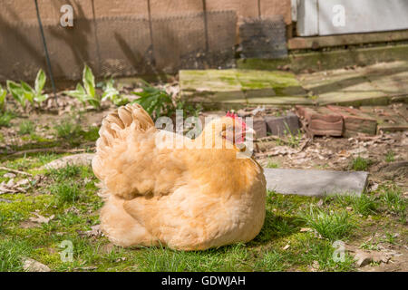 Une poule a ses plumes fluffed et c'est protéger sa couvée. La poule est assis sur l'herbe avec ses poussins cachés sous il Banque D'Images