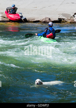 Couleur platine Golden Retriever dog la natation dans la rivière Arkansas aux côtés de la kayakiste, Salida, Colorado, USA Banque D'Images