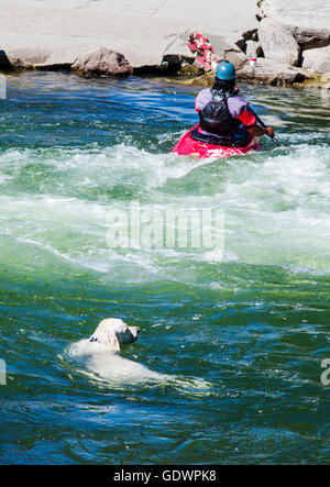 Couleur platine Golden Retriever dog la natation dans la rivière Arkansas aux côtés de la kayakiste, Salida, Colorado, USA Banque D'Images