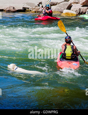 Couleur platine Golden Retriever dog la natation dans la rivière Arkansas aux côtés de la kayakiste, Salida, Colorado, USA Banque D'Images