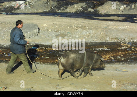 Un homme marche avec un cochon dans une petite ville du charbon Banque D'Images