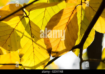 Libre d'automne feuilles de hêtre coloré Banque D'Images