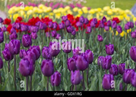 Tulipes en Britzer Garten, Berlin, Allemagne, 2014 Banque D'Images