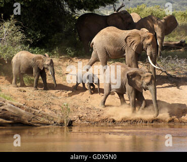 Troupeau d'éléphants venant d'Ewaso (Uaso Nyiro à boire), Samburu, Kenya Banque D'Images