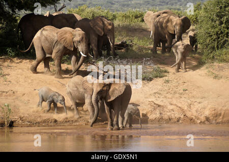 Troupeau d'éléphants venant d'Ewaso (Uaso Nyiro à boire), Samburu, Kenya Banque D'Images