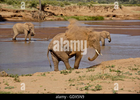 Les éléphants de boire à l'Ewaso (Uaso Nyiro) tandis qu'un autre prend un bain de poussière, Samburu, Kenya Banque D'Images