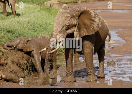 Bénéficiant d'éléphants au bain de boue d'Ewaso (Uaso Nyiro), Samburu Game Reserve, Kenya Banque D'Images