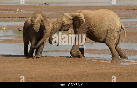 Jouer éléphants mâles-combats par d'Ewaso (Uaso Nyiro), Samburu Game Reserve, Kenya Banque D'Images
