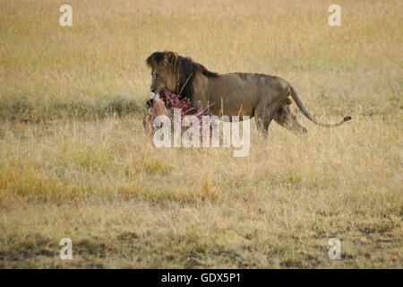 L'exercice lion mâle de la cage thoracique de carcasse de zèbre, Masai Mara, Kenya Banque D'Images