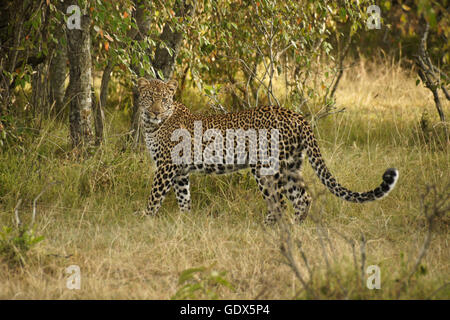 Belle leopard dans bush, Masai Mara, Kenya Banque D'Images