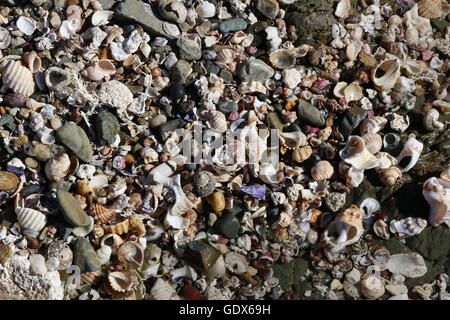 Mélange de coquillages et de galets sur une plage dans le nord EN IN Banque D'Images