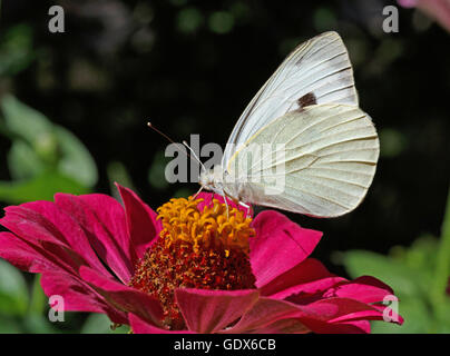 Chou blanc papillon sur fleur violette zinnia Banque D'Images