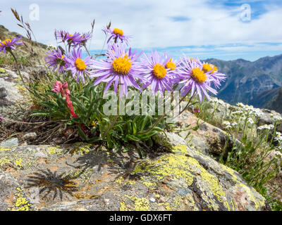 Aster alpinus, aster des alpes Banque D'Images