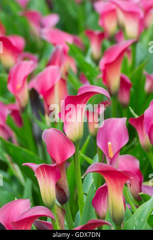 Zantedeschia Pink Puppy. D'Arum zantedeschia / Banque D'Images