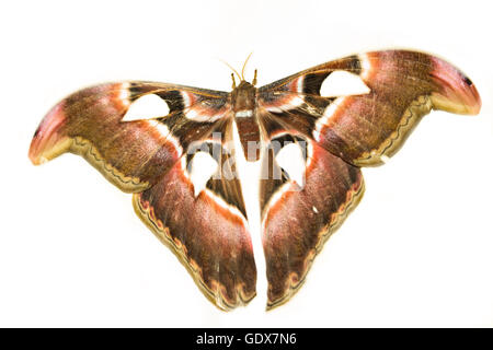 Attacus Atlas ou Prince des ténèbres sur un fond blanc. Le plus grand papillon de nuit. Banque D'Images