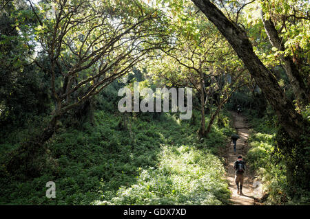 Lemosho trail dans la forêt tropicale de montagne, le Mont Kilimanjaro National Park, Tanzania Banque D'Images