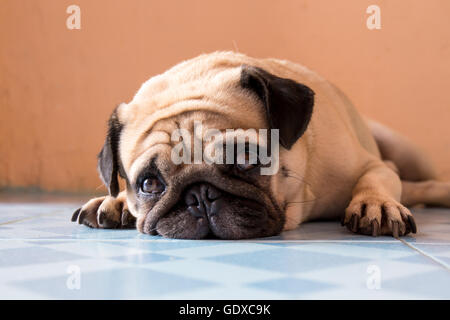 Un mignon petit chien Pug avec un triste, sommeil, fat face Banque D'Images