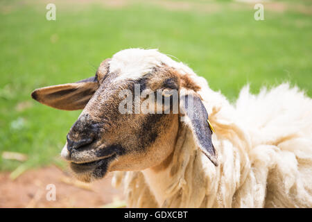 Close-up face mouton Banque D'Images