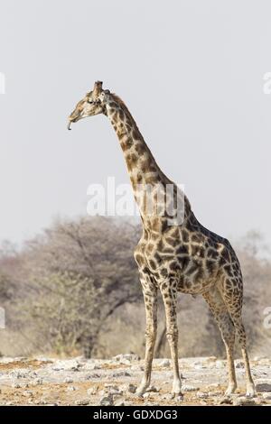 Girafe d’Angola Banque D'Images